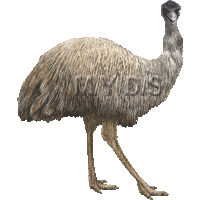 Emu clipart #4, Download drawings