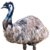 Emu clipart #16, Download drawings
