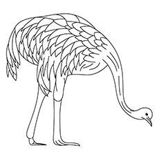 Emu coloring #6, Download drawings