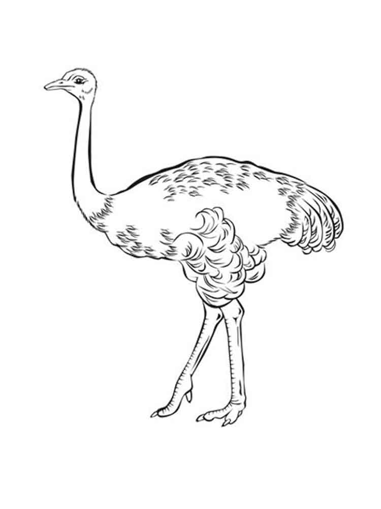 Emu coloring #8, Download drawings