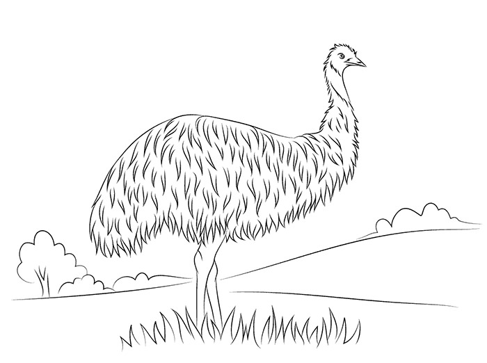Emu coloring #5, Download drawings