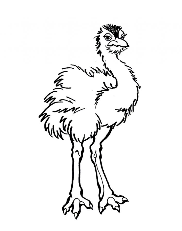 Emu coloring #10, Download drawings