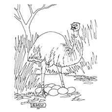 Emu coloring #3, Download drawings