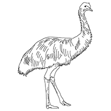 Emu coloring #20, Download drawings