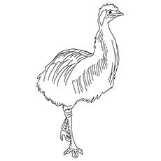 Emu coloring #19, Download drawings
