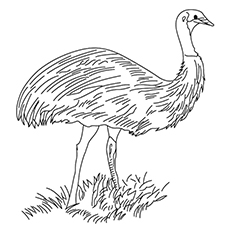 Emu coloring #4, Download drawings