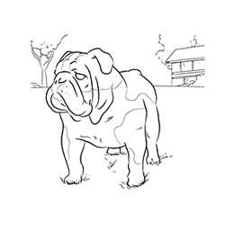 English Bulldog coloring #17, Download drawings