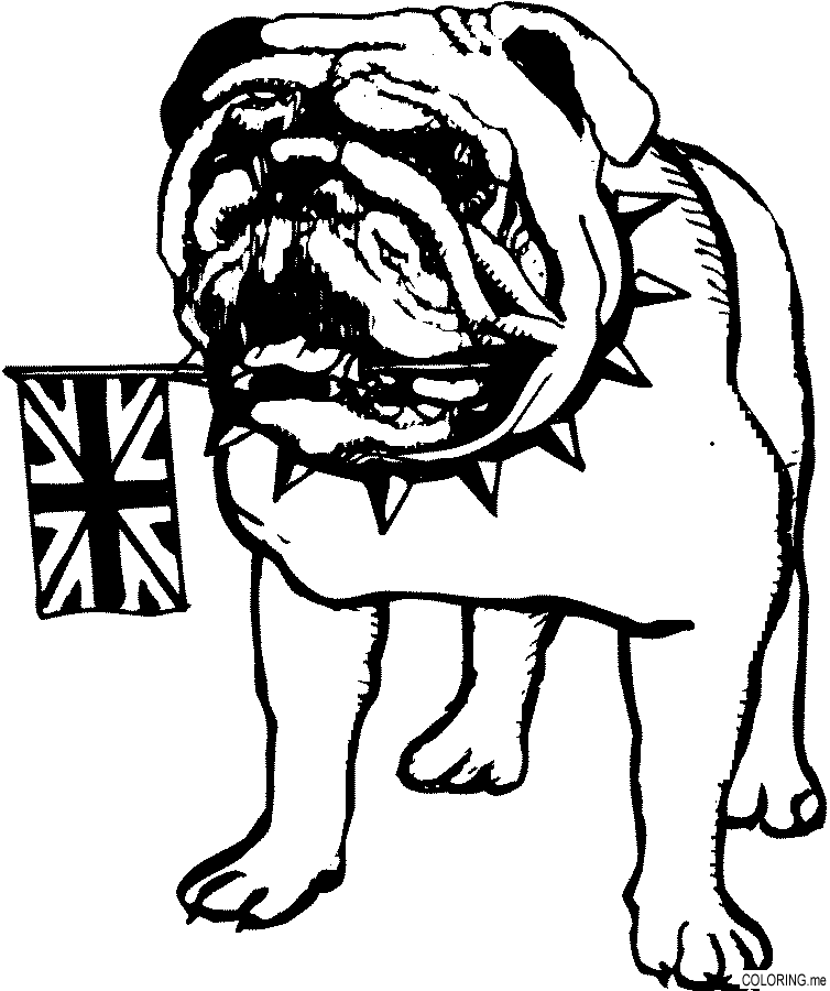 English Bulldog coloring #12, Download drawings