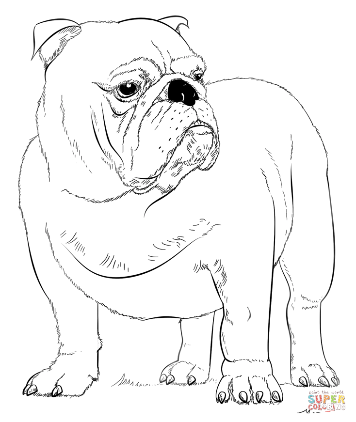 English Bulldog coloring #10, Download drawings
