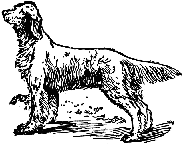 English Setter clipart #6, Download drawings