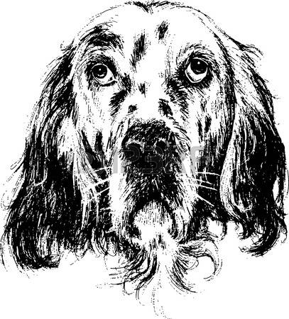 English Setter clipart #16, Download drawings