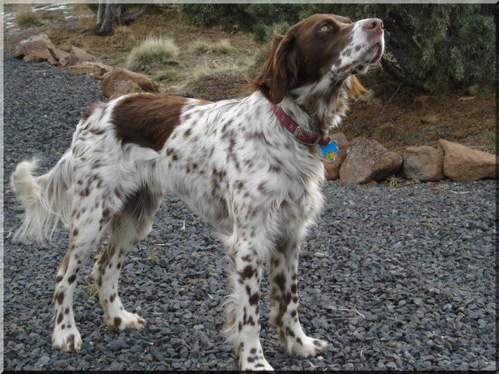 English Setter coloring #12, Download drawings