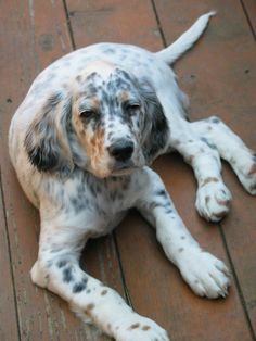 English Setter coloring #19, Download drawings