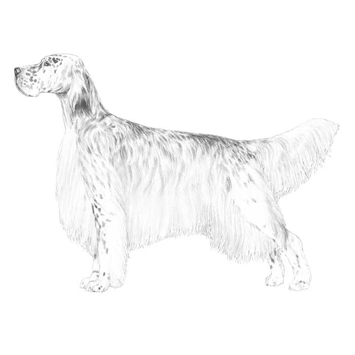 English Setter svg #4, Download drawings