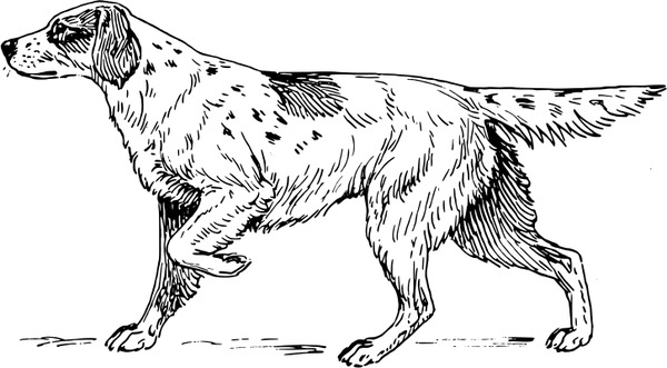 English Setter svg #18, Download drawings