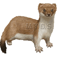 Ermine clipart #8, Download drawings