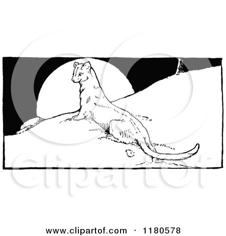 Ermine clipart #5, Download drawings