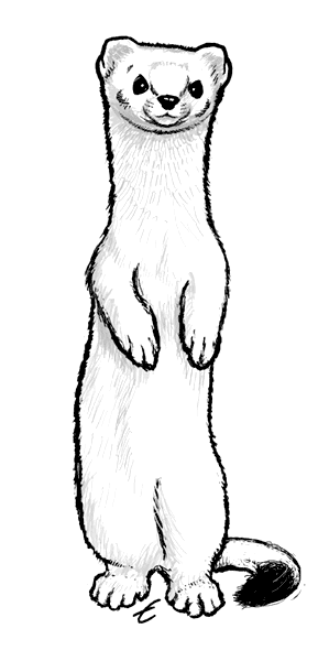 Ermine clipart #17, Download drawings