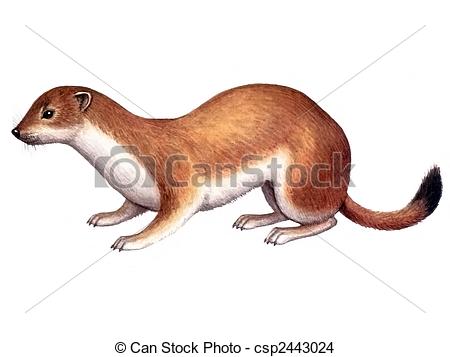 Ermine clipart #14, Download drawings