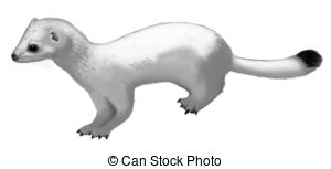Ermine clipart #16, Download drawings