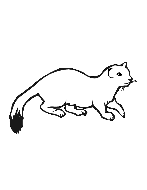 Ermine coloring #19, Download drawings