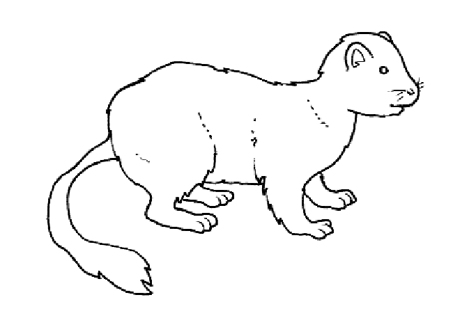 Ermine coloring #20, Download drawings