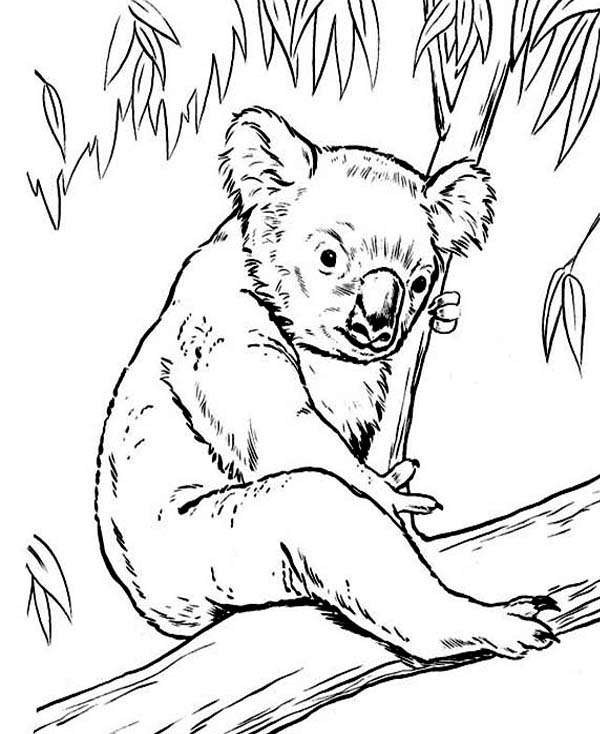 Eucalyptus coloring #15, Download drawings