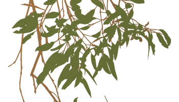 Eucalyptus Gum Tree svg #15, Download drawings