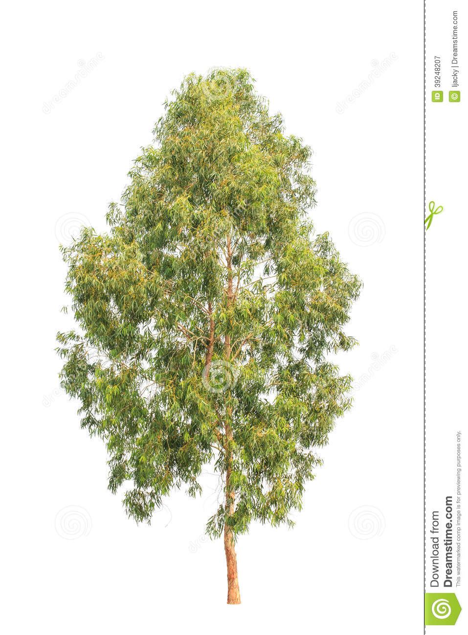 Eucalyptus Gum Tree clipart #12, Download drawings