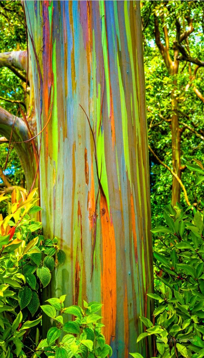 Eucalyptus Gum Tree coloring #14, Download drawings