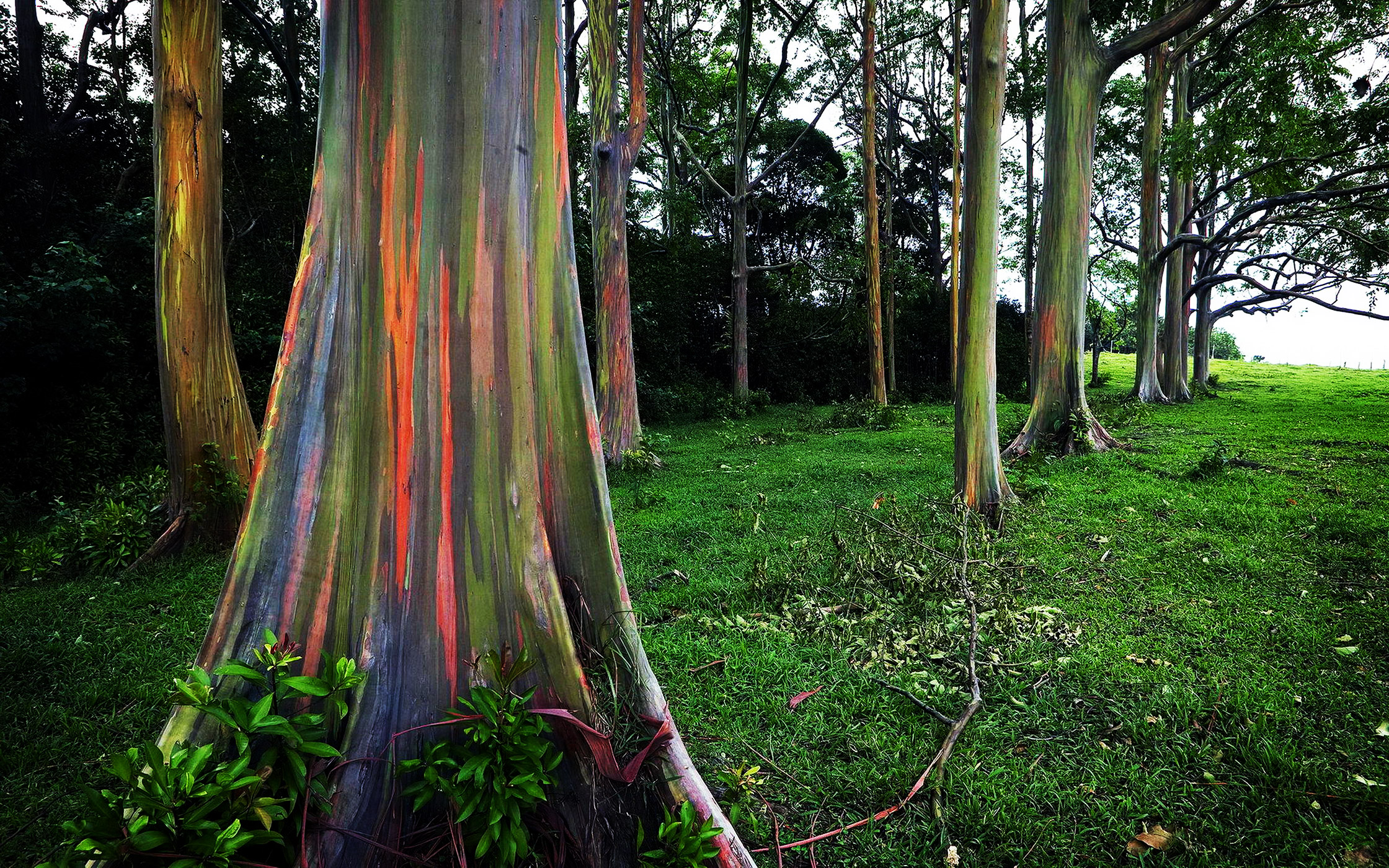Eucalyptus Gum Tree coloring #19, Download drawings