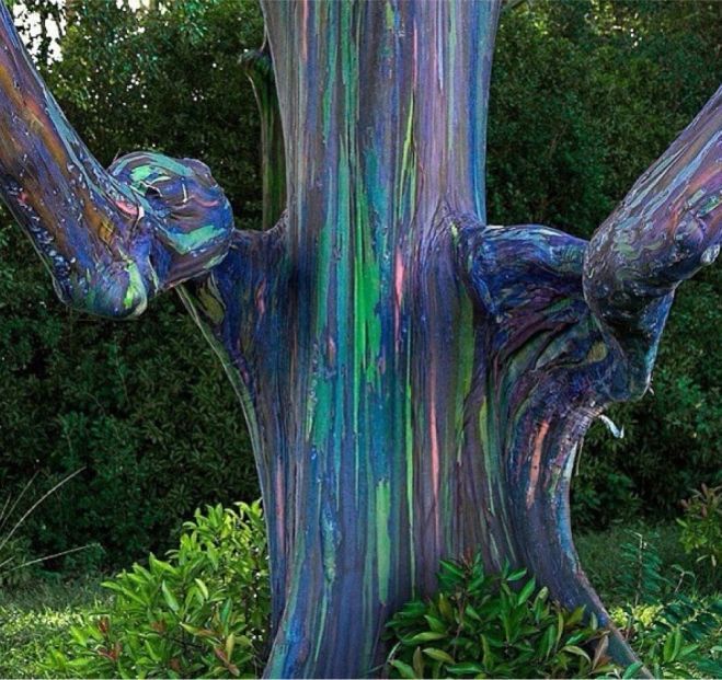 Eucalyptus Gum Tree coloring #16, Download drawings