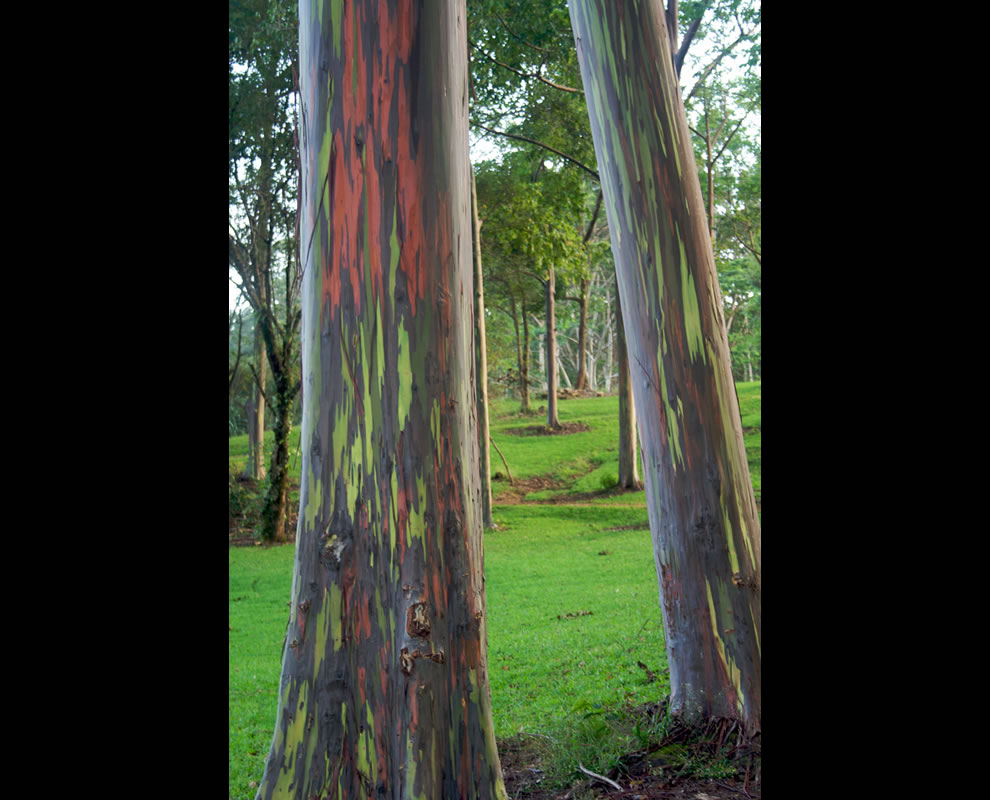Eucalyptus Gum Tree coloring #8, Download drawings