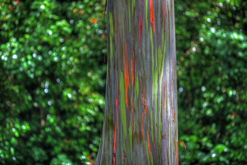 Eucalyptus Gum Tree coloring #17, Download drawings