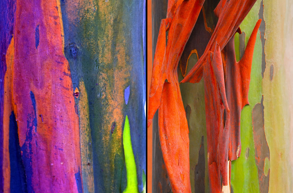Eucalyptus Gum Tree coloring #13, Download drawings