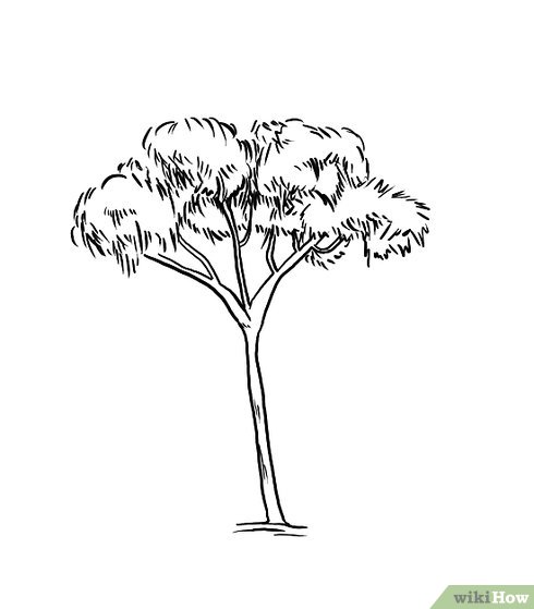 Eucalyptus Gum Tree coloring #2, Download drawings