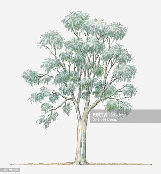 Eucalyptus Gum Tree coloring #18, Download drawings