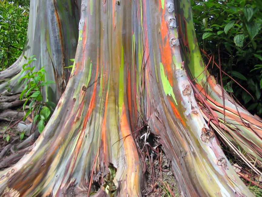 Eucalyptus Gum Tree coloring #3, Download drawings