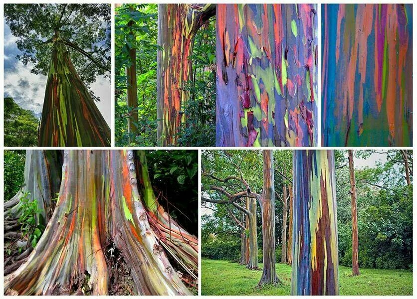 Eucalyptus Gum Tree coloring #10, Download drawings