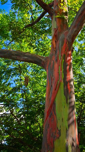Eucalyptus Gum Tree coloring #4, Download drawings