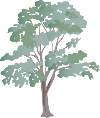 Eucalyptus Gum Tree svg #19, Download drawings