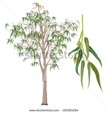 Eucalyptus Gum Tree svg #4, Download drawings