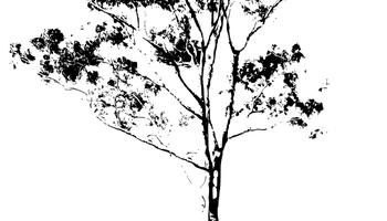 Eucalyptus Gum Tree svg #5, Download drawings