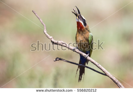 Eurasian Bee-eater clipart #15, Download drawings