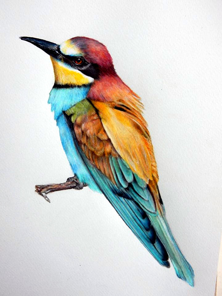 Eurasian Bee-eater coloring #3, Download drawings