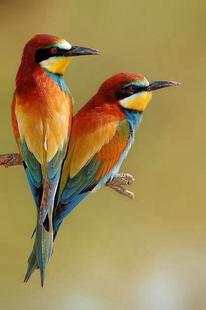 Eurasian Bee-eater coloring #15, Download drawings