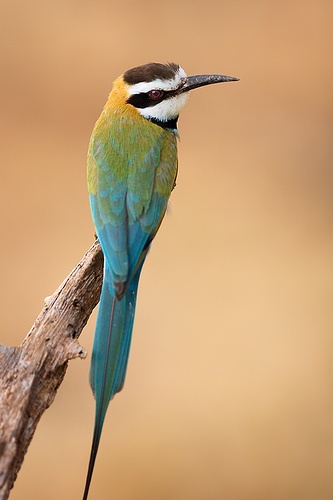 Golden Bee-eater svg #9, Download drawings