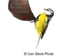 Eurasian Blue Tit clipart #7, Download drawings