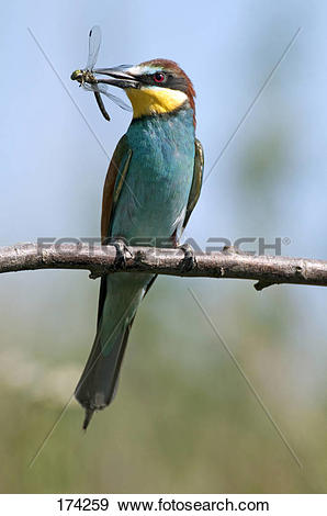 European Bee-eater clipart #12, Download drawings