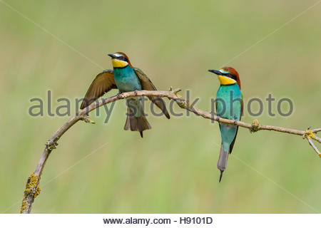 European Bee-eater coloring #19, Download drawings